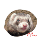 フェレット三兄弟（個別スタンプ：4）