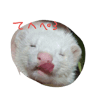フェレット三兄弟（個別スタンプ：5）