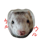 フェレット三兄弟（個別スタンプ：7）