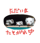 フェレット三兄弟（個別スタンプ：8）