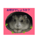 可愛いハムスター（個別スタンプ：7）