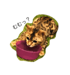 うちの猫♪（個別スタンプ：1）