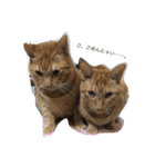 うちの猫♪（個別スタンプ：2）
