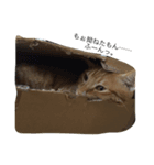うちの猫♪（個別スタンプ：3）