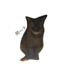 うちの猫♪（個別スタンプ：4）