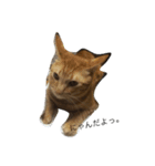 うちの猫♪（個別スタンプ：5）