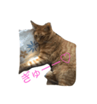 うちの猫♪（個別スタンプ：6）