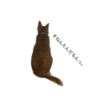うちの猫♪（個別スタンプ：8）