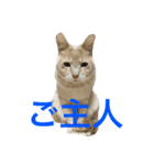 パスにゃんパス（個別スタンプ：1）
