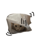 パスにゃんパス（個別スタンプ：2）