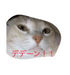 パスにゃんパス（個別スタンプ：5）