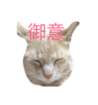 パスにゃんパス（個別スタンプ：6）