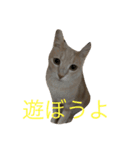 パスにゃんパス（個別スタンプ：7）