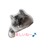 アメリカンカールのカールです（個別スタンプ：4）