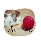 うさぎのもっち☆彡2（個別スタンプ：2）