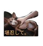 わんこミニ（個別スタンプ：5）