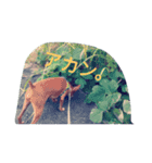 わんこミニ（個別スタンプ：8）