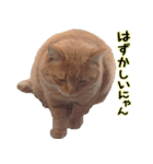 a cat named muuchan！！！（個別スタンプ：14）
