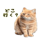 a cat named muuchan！！！（個別スタンプ：24）