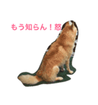 癒しのGonクン（個別スタンプ：4）