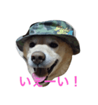 癒しのGonクン（個別スタンプ：7）