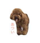 もっこもこ（個別スタンプ：19）