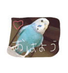 インコの一日（個別スタンプ：1）