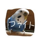 インコの一日（個別スタンプ：2）