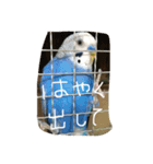 インコの一日（個別スタンプ：3）