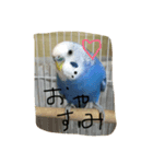 インコの一日（個別スタンプ：4）