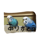 インコの一日（個別スタンプ：6）