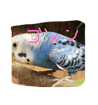 インコの一日（個別スタンプ：7）