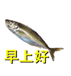 fish with fish（個別スタンプ：1）