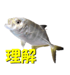 fish with fish（個別スタンプ：2）