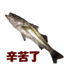 fish with fish（個別スタンプ：3）