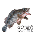 fish with fish（個別スタンプ：6）