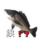 fish with fish（個別スタンプ：11）