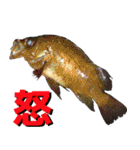 fish with fish（個別スタンプ：13）