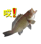 fish with fish（個別スタンプ：15）