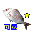fish with fish（個別スタンプ：16）