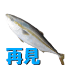 fish with fish（個別スタンプ：18）