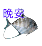 fish with fish（個別スタンプ：31）