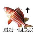 fish with fish（個別スタンプ：34）