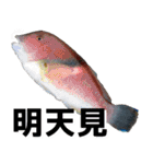 fish with fish（個別スタンプ：35）