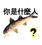 fish with fish（個別スタンプ：36）