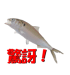 fish with fish（個別スタンプ：39）