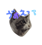 おしゃにゃんとたま（個別スタンプ：8）