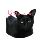 黒猫くまちゃん（個別スタンプ：1）