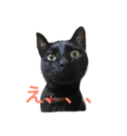 黒猫くまちゃん（個別スタンプ：7）