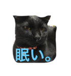 黒猫くまちゃん（個別スタンプ：8）